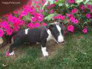 Bull Terrier Puppy for sale in Sugarcreek, OH, USA