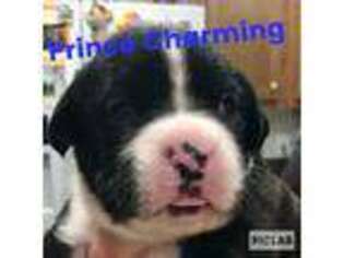 Boxer Puppy for sale in Fennville, MI, USA