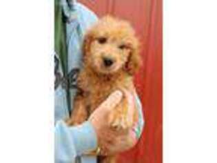 Goldendoodle Puppy for sale in Diamond, MO, USA