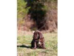Labradoodle Puppy for sale in Yacolt, WA, USA