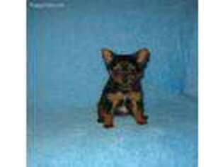 Yorkshire Terrier Puppy for sale in Baltic, OH, USA
