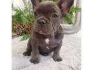 French Bulldog Puppy for sale in Fall City, WA, USA