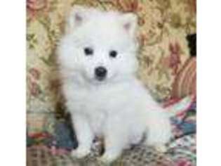 American Eskimo Dog Puppy for sale in Ligonier, IN, USA
