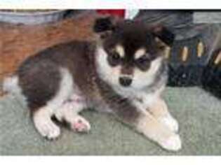 Alaskan Klee Kai Puppy for sale in Orem, UT, USA