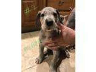 Great Dane Puppy for sale in Ogden, IA, USA