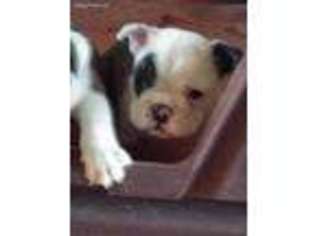 French Bulldog Puppy for sale in Keosauqua, IA, USA