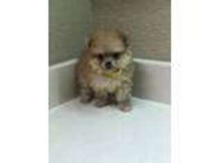 Pomeranian Puppy for sale in Allen, TX, USA