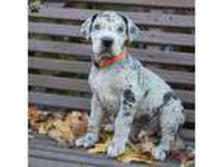 Great Dane Puppy for sale in Minerva, OH, USA
