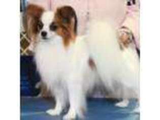 Papillon Puppy for sale in Saint Joseph, MO, USA