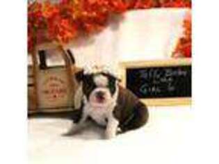 Boston Terrier Puppy for sale in Roseburg, OR, USA