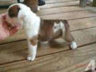 Bulldog Puppy for sale in LONDON, KY, USA