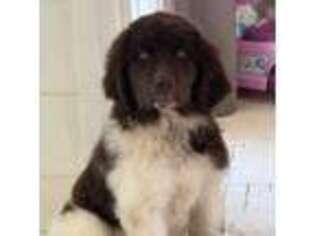 Newfoundland Puppy for sale in Pequot Lakes, MN, USA