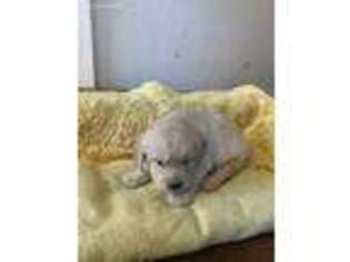 Golden Retriever Puppy for sale in Ehrhardt, SC, USA