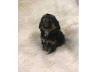 Shih-Poo Puppy for sale in New Caney, TX, USA