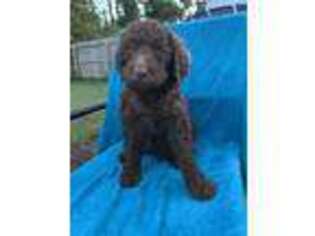 Labradoodle Puppy for sale in Wilmington, NC, USA