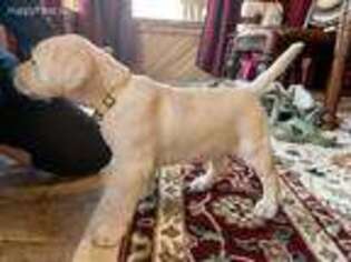 Labrador Retriever Puppy for sale in Queen City, TX, USA