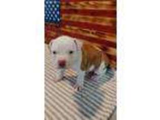 American Bulldog Puppy for sale in Trenton, MO, USA