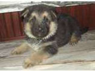German Shepherd Dog Puppy for sale in Bagley, MN, USA