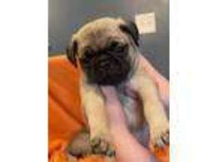 Pug Puppy for sale in Ranson, WV, USA