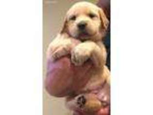 Golden Retriever Puppy for sale in Baltimore, MD, USA