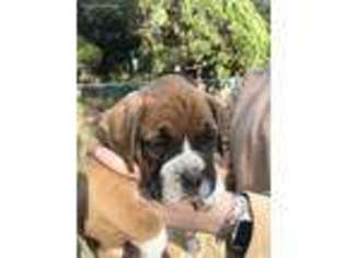 Boxer Puppy for sale in Crestview, FL, USA