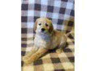 Goldendoodle Puppy for sale in Bauxite, AR, USA