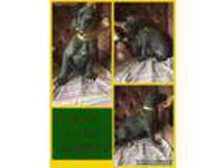 Great Dane Puppy for sale in Grandville, MI, USA