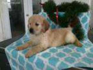 Goldendoodle Puppy for sale in Sunset, SC, USA