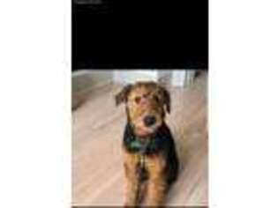 Airedale Terrier Puppy for sale in Fishers, IN, USA