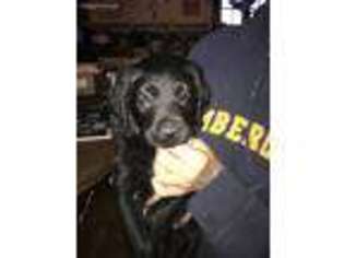 Labradoodle Puppy for sale in Ovid, NY, USA