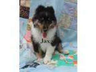 Shetland Sheepdog Puppy for sale in Louisville, KY, USA