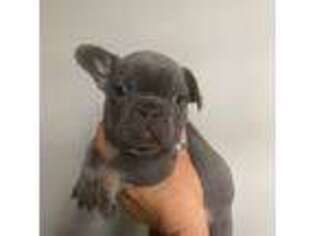 French Bulldog Puppy for sale in Southgate, MI, USA
