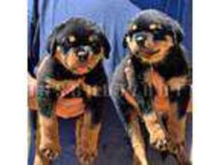 Rottweiler Puppy for sale in Pomona, CA, USA