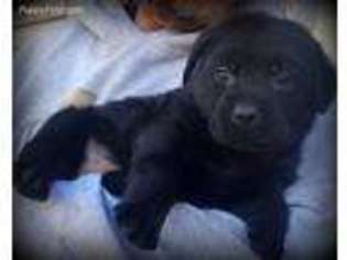 Labrador Retriever Puppy for sale in Roosevelt, MN, USA