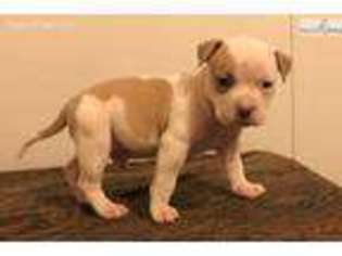 Mutt Puppy for sale in Ganado, TX, USA
