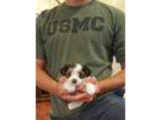 Yorkshire Terrier Puppy for sale in Appomattox, VA, USA