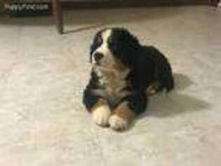 Bernese Mountain Dog Puppy for sale in Logan, OH, USA