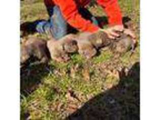 Labrador Retriever Puppy for sale in Riverview, FL, USA