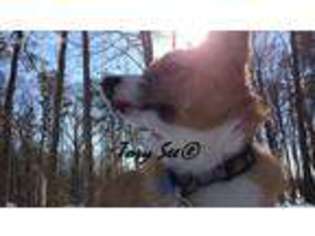 Pembroke Welsh Corgi Puppy for sale in Saratoga Springs, NY, USA