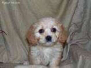 Cavachon Puppy for sale in Madison, SD, USA