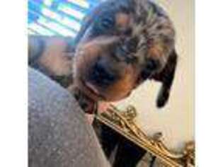 Dachshund Puppy for sale in Scottsdale, AZ, USA