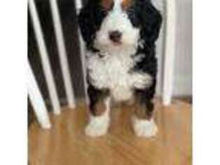 Buggs Puppy for sale in Middletown, VA, USA