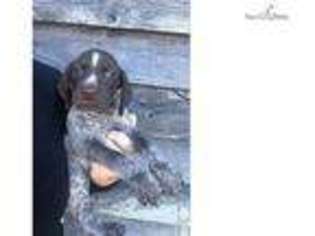 German Shorthaired Pointer Puppy for sale in Greenville, SC, USA