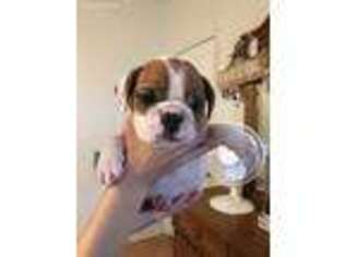 Bulldog Puppy for sale in Sparks, GA, USA