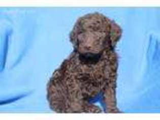 Labradoodle Puppy for sale in Louisville, OH, USA