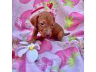 Vizsla Puppy for sale in Homestead, FL, USA