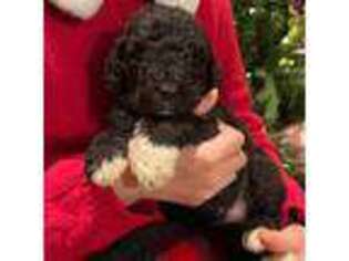 Mutt Puppy for sale in Juliette, GA, USA