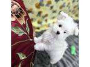 Maltese Puppy for sale in Goochland, VA, USA