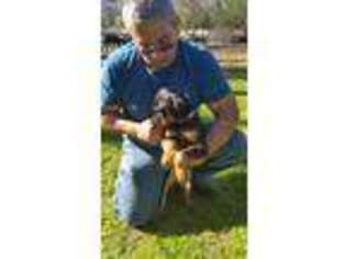 Doberman Pinscher Puppy for sale in Conyers, GA, USA