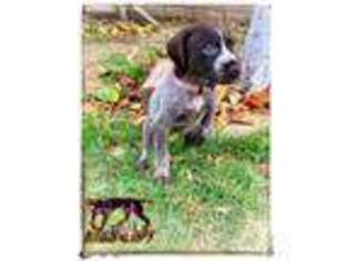 German Shorthaired Pointer Puppy for sale in Corona, CA, USA